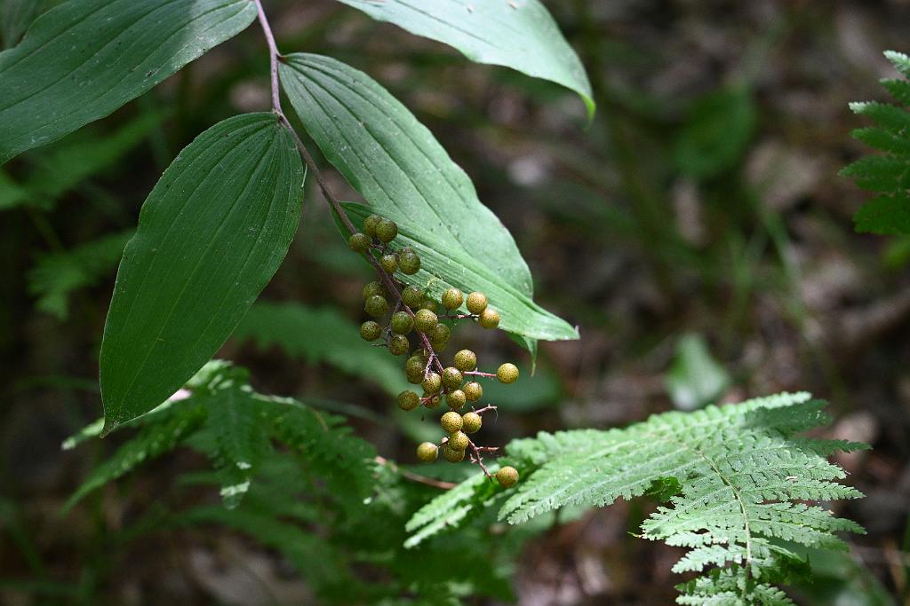 2025-07199732 Tower Hill Botanic Garden, MA.JPG - False Solomon's Seal berries. New England Botanic Garden at Tower Hill, MA, 7-19-2025